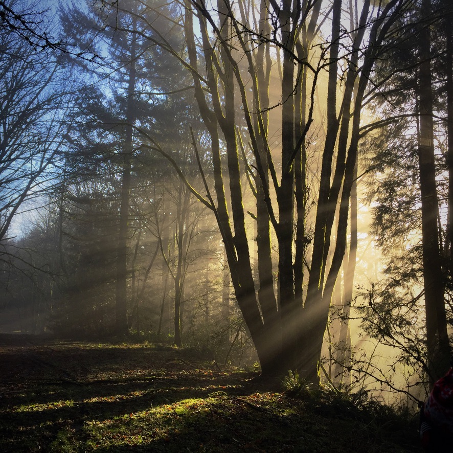 Sunbeams streaming through misty forest